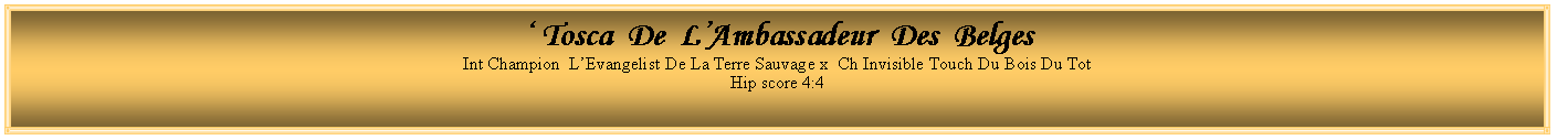 Text Box: ‘ Tosca De L’Ambassadeur Des Belges
Int Champion L’Evangelist De La Terre Sauvage x Ch Invisible Touch Du Bois Du Tot
Hip score 4:4