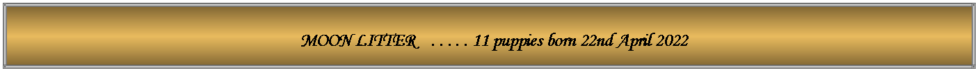 Text Box:   MOON LITTER    . . . . . 11 puppies born 22nd April 2022 