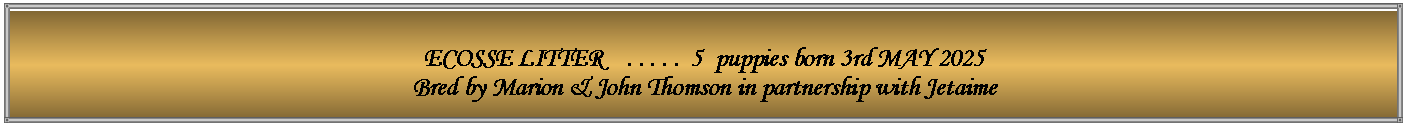 Text Box: ECOSSE LITTER    . . . . .  5  puppies born 3rd MAY 2025 Bred by Marion & John Thomson in partnership with Jetaime