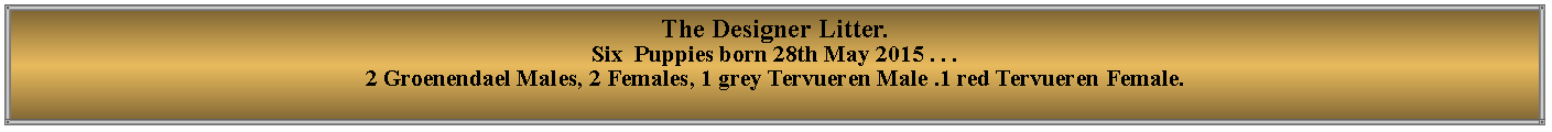 Text Box: The Designer Litter.                  Six  Puppies born 28th May 2015 . . . 2 Groenendael Males, 2 Females, 1 grey Tervueren Male .1 red Tervueren Female.   
